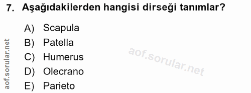 7. soru: Aşağıdakilerden hangisi dirseği tanımlar? A) Scapula orular.net B) Patella C) Humerus D) Olecrano aof. E) Parieto