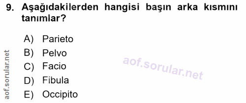 9. soru: Aşağıdakilerden hangisi başın arka kısmını tanimlar? A) Parieto rular.net B) Pelvo C) Facio D) Fibula aof. E) Occipito