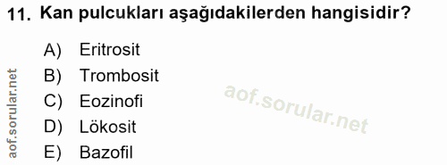 11. soru: Kan pulcukları aşağıdakilerden hangisidir? A) Eritrosit B) Trombosit C) Eozinofi D) Lökosit E) Bazofil