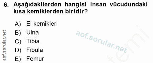 6. soru: Aşağıdakilerden hangisi insan vücudundaki kısa kemiklerden biridir? A) El kemikleri B) Ulna C) Tibia D) Fibula E) Femur