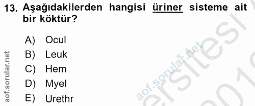 13. soru: Aşağıdakilerden hangisi üriner sisteme ait bir köktür? A) Ocul B) Leuk C) Hem aof sorulal fer D) Myel E) Urethr