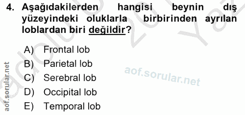 4. soru: Aşağıdakilerden hangisi beynin dış yüzeyindeki oluklarla birbirinden ayrılan loblardan biri değildir? A) Frontal lob…