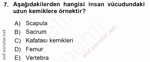 7. soru: Aşağıdakilerden hangisi insan vücudundaki uzun kemiklere örnektir? A) Scapula B) Sacrum C) . Kafatası kemikleri D) Fe…