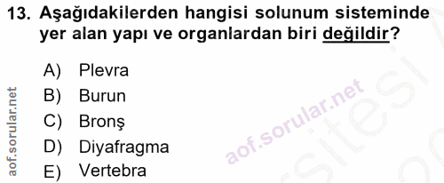 13. soru: Aşağıdakilerden hangisi solunum sisteminde yer alan yapı ve organlardan biri değildir? A) Plevra B) Burun Brons D) Di…