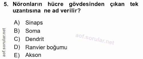 5. soru: Nöronların hücre gövdesinden çıkan • tek uzantısına ne ad verilir? A) Sinaps B) Soma C) Dendrit D) Ranvier boğumu E)…
