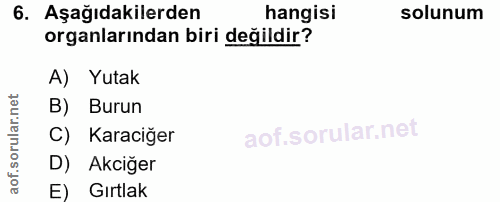 6. soru: Aşağıdakilerden hangisi solunum organlarından biri değildir? A) Yutak B) Burun C) Karaciğer D) Akciğer E) Gırtlak