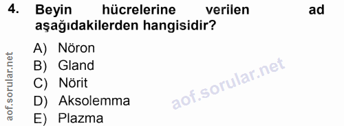 4. soru: Beyin hücrelerine verilen ad aşağıdakilerden hangisidir? A) Nöron B) Gland C) Nörit D) Aksolemma E) Plazma