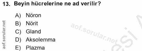 13. soru: Beyin hücrelerine ne ad verilir? A) Nöron B) Nörit Gland D) Aksolemma E) Plazma