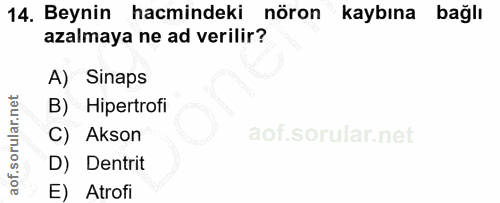 14. soru: Beynin hacmindeki nöron kaybına bağlı azalmaya ne ad verilir? A) Sinaps B) Hipertrofi C) Akson D) Dentrit E) Atrofi