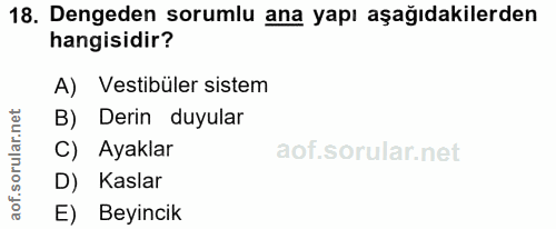 18. soru: Dengeden sorumlu ana yapı aşağıdakilerden hangisidir? A) Vestibüler sistem B) Derin duyular C) Ayaklar D) Kaslar E) B…