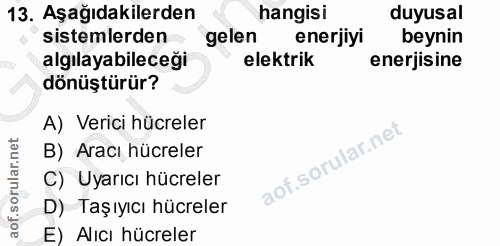 13. soru: Aşağıdakilerden hangisi duyusal sistemlerden gelen enerjiyi beynin algılayabileceği elektrik enerjisine dönüştürür? A…
