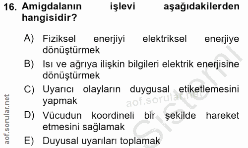 16. soru: Amigdalanın işlevi aşağıdakilerden hangisidir? A) Fiziksel enerjiyi elektriksel enerjiye dönüştürmek B) Isı ve ağrıya…