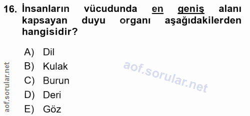 16. soru: İnsanların vücudunda en genis alanı kapsayan duyu organı aşağıdakilerden hangisidir? A) Dil B) Kulak C) Burun D) Deri…