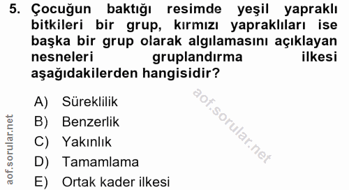 5. soru: Çocuğun baktığı resimde yeşil yapraklı bitkileri bir grup, kırmızı yapraklıları ise başka bir grup olarak algılamasın…
