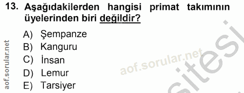 13. soru: Aşağıdakilerden hangisi primat takımının üyelerinden biri değildir? A) Şempanze B) Kanguru tes C) İnsan aot. D) Lemur…
