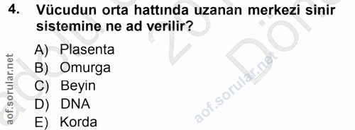 4. soru: Vücudun orta hattında uzanan merkezi sinir sistemine ne ad verilir? A) Plasenta B) Omurga C) • Beyin D) DNA E) Korda