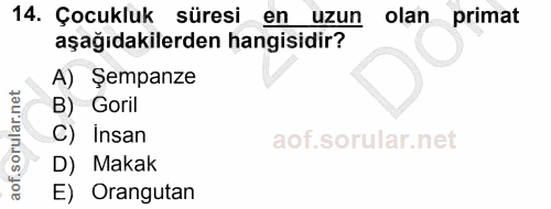 14. soru: Çocukluk süresi en uzun olan primat aşağıdakilerden hangisidir? A) Şempanze B) Goril Insan D) Makak E) Orangutan