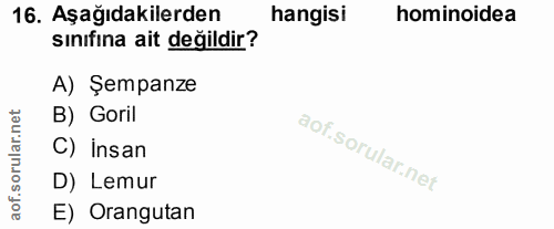 16. soru: Aşağıdakilerden hangisi hominoidea sınıfına ait değildir? A) Şempanze B) Goril C) İnsan D) Lemur E) Orangutan