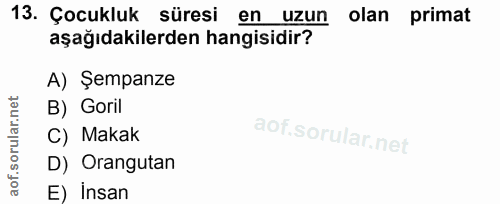 13. soru: Çocukluk süresi en uzun olan primat aşağıdakilerden hangisidir? A) Şempanze B) Goril C) Makak D) Orangutan E) İnsan