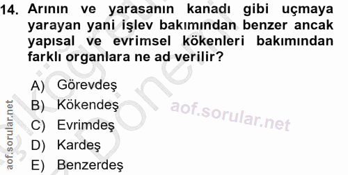 14. soru: Arının ve yarasanın kanadı gibi uçmaya yarayan yani işlev bakımından benzer ancak yapısal ve evrimsel kökenleri bakım…