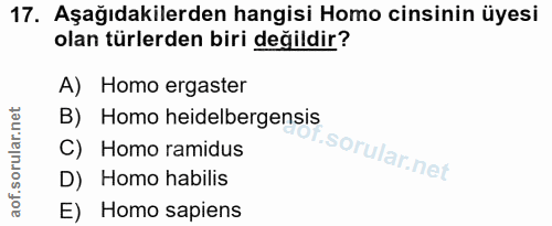 17. soru: Aşağıdakilerden hangisi Homo cinsinin üyesi olan türlerden biri değildir? A) Homo ergaster B) Homo heidelbergensis C)…
