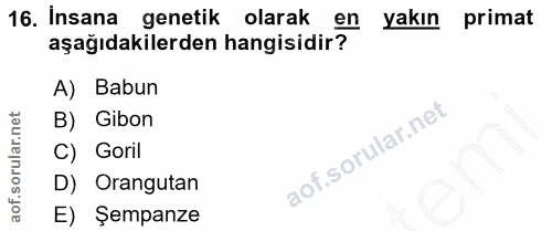 16. soru: Insana genetik olarak en yakın primat aşağıdakilerden hangisidir? A) Babun B) Gibon C) Goril D) Orangutan E) Şempanze