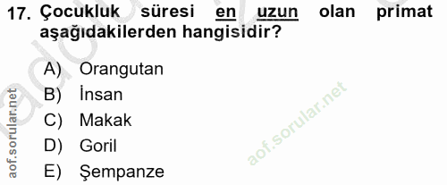 17. soru: Çocukluk süresi en uzun olan primat aşağıdakilerden hangisidir? A). Orangutan B) Insan C) Makak D) Goril E) Şempanze