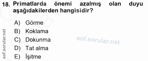 18. soru: Primatlarda önemi azalmış olan duyu aşağıdakilerden hangisidir? A) Görme B) Koklama C) Dokunma D) Tat alma E) İşitme