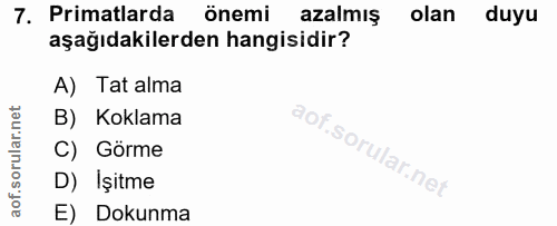 7. soru: Primatlarda önemi azalmış olan duyu aşağıdakilerden hangisidir? A) Tat alma B) Koklama C) Görme D) İşitme E) Dokunma