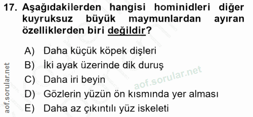 17. soru: Aşağıdakilerden hangisi hominidleri diğer kuyruksuz büyük maymunlardan ayıran özelliklerden biri değildir? A) Daha kü…
