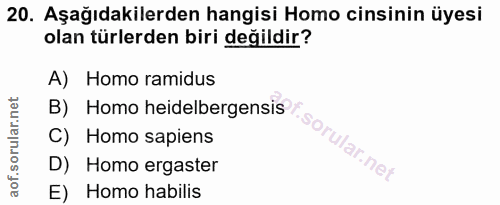 20. soru: Aşağıdakilerden hangisi Homo cinsinin üyesi olan türlerden biri değildir? A) Homo ramidus B) Homo heidelbergensis : C…
