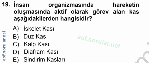 19. soru: Insan organizmasında hareketin oluşmasında aktif olarak görev alan kas aşağıdakilerden hangisidir? A) İskelet Kası B)…