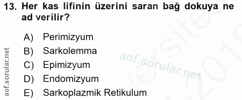 13. soru: Her kas lifinin üzerini saran bağ dokuya ne ad verilir? A) Perimizyum B) Sarkolemma C) Epimizyum D) Endomizyum E) Sar…