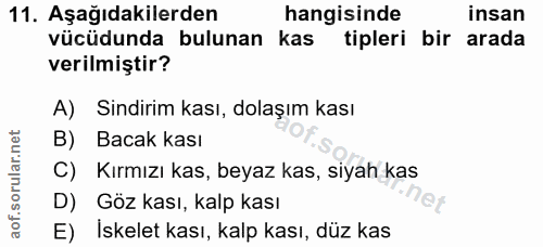 11. soru: Aşağıdakilerden hangisinde insan vücüdunda bulunan 1 kas tipleri bir arada verilmiştir? A) Sindirim kası, dolaşım kas…