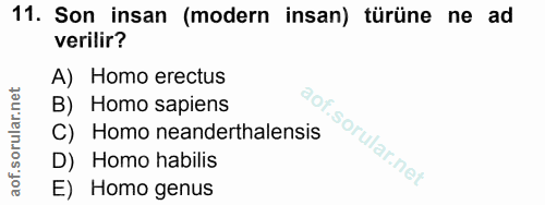 11. soru: Son insan (modern insan) türüne ne ad verilir? A) Homo erectus B) Homo sapiens C) Homo neanderthalensis D) Homo habil…