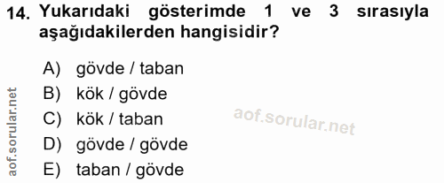 14. soru: Yukarıdaki gösterimde 1 ve 3 sırasıyla aşağıdakilerden hangisidir? A) gövde / taban B) kök / gövde C) kök / taban D)…