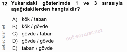 12. soru: Yukarıdaki gösterimde 1 ve 3 sırasıyla aşağıdakilerden hangisidir? A) kök / taban B) kök / gövde C) gövde / taban D)…