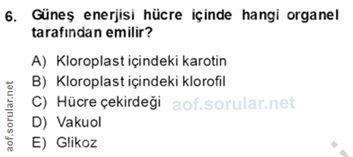 6. soru: Güneş enerjisi hücre içinde hangi organel tarafindan emilir? A) Kloroplast içindeki karotin B) Kloroplast içindeki kl…