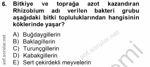 6. soru: Bitkiye ve toprağa azot kazandıran Rhizobium adı verilen bakteri grubu aşağıdaki bitki topluluklarından hangisinin kö…