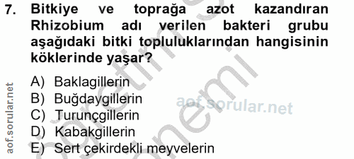 7. soru: Bitkiye ve toprağa azot kazandıran Rhizobium adı verilen bakteri grubu aşağıdaki bitki topluluklarından hangisinin kö…