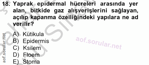 18. soru: Yaprak epidermal hücreleri arasında yer alan, bitkide gaz alışverişlerini sağlayan, açılıp kapanma özelliğindeki yapı…