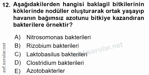 12. soru: Aşağıdakilerden hangisi baklagil bitkilerinin köklerinde odüller oluşturarak ortak yaşayıp havanın bağımsız azotunu b…