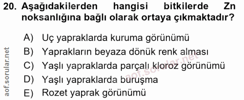 20. soru: Aşağıdakilerden hangisi bitkilerde Zn noksanlığına bağlı olarak ortaya çıkmaktadır? A) Uç yapraklarda kuruma görünümü…