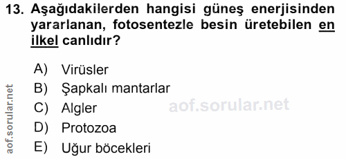 13. soru: Aşağıdakilerden hangisi güneş enerjisinden yararlanan, fotosentezle besin üretebilen en ilkel canlıdır? A) Virüsler B…