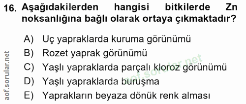 16. soru: Aşağıdakilerden hangisi bitkilerde Zn noksanlığına bağlı olarak ortaya çıkmaktadır? A) Uç yapraklarda kuruma görünümü…