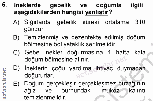 5. soru: ineklerde gebelik ve doğumla ilgili aşağıdakilerden hangisi yanlıştır? A) Sığırlarda gebelik süresi ortalama 310 günd…