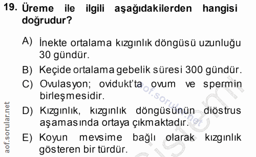 19. soru: Ureme ile ilgili aşağıdakilerden hangisi doğrudur? A) İnekte ortalama kızgınlık döngüsü uzunluğu 30 gündür. B) Keçide…