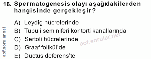16. soru: Spermatogenes is olayı aşağıdakilerden hangisinde gerçekleşir? A) Leydig hücrelerinde B) Tubuli seminiferi kontorti k…
