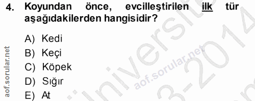 4. soru: Koyundan önce, evcilleştirilen ilk tur aşağıdakilerden hangisidir? A) Kedi B) Keçi C) Köpek D) Sığır E) At