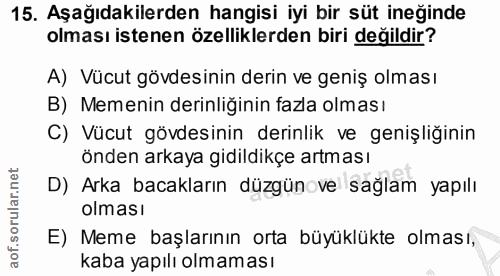 15. soru: Aşağıdakilerden hangisi iyi bir süt ineğinde olması istenen özelliklerden biri değildir? A) Vücut gövdesinin derin ve…